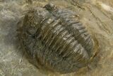 Detailed Proetid (Gerastos) Trilobite Fossil - Morocco #325834-1